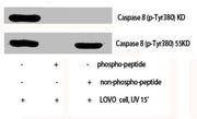 Western Blot analysis of LOVO cells using Phospho-Caspase-8 (Y380) Polyclonal Antibody
