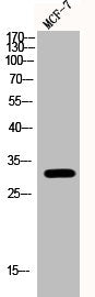 Western Blot analysis of MCF-7 cells using Phospho-RPA p32 (S33) Polyclonal Antibody
