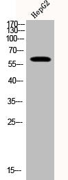 Western Blot analysis of HEPG2 cells using Phospho-Akt (T308) Polyclonal Antibody