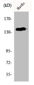 Western Blot analysis of HuvEc cells using Phospho-NOS3 (S1177) Polyclonal Antibody
