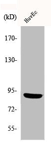 Western Blot analysis of HuvEc cells using Phospho-MSK1 (S376) Polyclonal Antibody