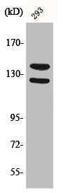 Western Blot analysis of 293 cells using Phospho-Flg (Y154) Polyclonal Antibody