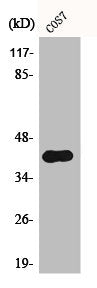 Western Blot analysis of COS7 cells using Phospho-Crk II (Y221) Polyclonal Antibody