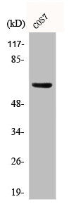 Western Blot analysis of COS7 cells using Phospho-GABAA Rβ1 (S434) Polyclonal Antibody