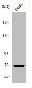 Western Blot analysis of HuvEc cells using Phospho-SH-PTP2 (Y542) Polyclonal Antibody