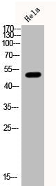 Western Blot analysis of HELA cells using Phospho-Smad3 (S425) Polyclonal Antibody