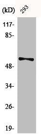 Western Blot analysis of 293 cells using Phospho-Synaptotagmin 1/2 (S309/306) Polyclonal Antibody