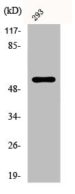 Western Blot analysis of 293 cells using Phospho-Synaptotagmin 1/2 (T202/199) Polyclonal Antibody