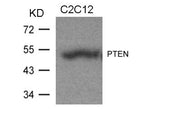 Western blot analysis of extracts from C2C12 cells using PTEN(Ab-370) Antibody.