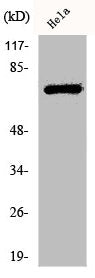 Western Blot analysis of HeLa cells using Phospho-LIMK-1/2 (T508/505) Polyclonal Antibody