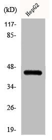 Western Blot analysis of HepG2 cells using Phospho-C/EBP α (S21) Polyclonal Antibody