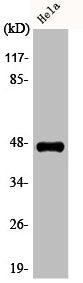 Western Blot analysis of HeLa cells using Phospho-Caspase-9 (T125) Polyclonal Antibody
