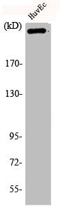 Western Blot analysis of HuvEc cells using Phospho-Filamin 1 (S2152) Polyclonal Antibody