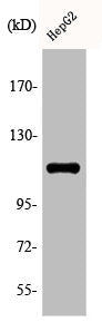 Western Blot analysis of HepG2 cells using Phospho-Ksr-1 (S392) Polyclonal Antibody