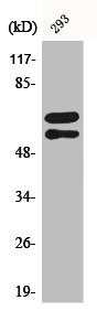Western Blot analysis of 293 cells using Phospho-Lyn (Y508) Polyclonal Antibody