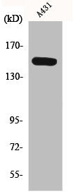 Western Blot analysis of A431 cells using Phospho-PLC β3 (S1105) Polyclonal Antibody