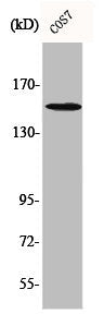 Western Blot analysis of COS7 cells using Phospho-PLC γ1 (Y771) Polyclonal Antibody