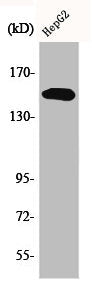 Western Blot analysis of HepG2 cells using Phospho-PLC γ2 (Y753) Polyclonal Antibody