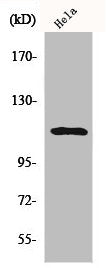 Western Blot analysis of HeLa cells using Phospho-Stat2 (Y690) Polyclonal Antibody