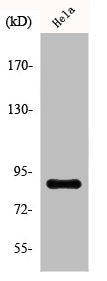 Western Blot analysis of HeLa cells using Phospho-Stat5 (S726/731) Polyclonal Antibody