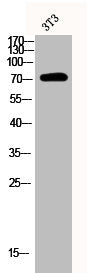 Western Blot analysis of 3T3 cells using Phospho-Syk (Y348) Polyclonal Antibody