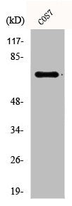 Western Blot analysis of COS7 cells using Phospho-Syk (Y525) Polyclonal Antibody
