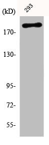 Western Blot analysis of 293 cells using Phospho-WNK1 (T60) Polyclonal Antibody