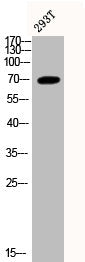 Western Blot analysis of 293T cells using Phospho-c-Fos (S362) Polyclonal Antibody
