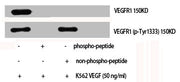 Western Blot analysis of K562+VEGF cells using Phospho-Flt-1 (Y1333) Polyclonal Antibody