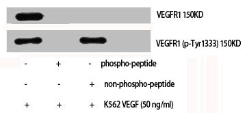 Western Blot analysis of K562+VEGF cells using Phospho-Flt-1 (Y1333) Polyclonal Antibody