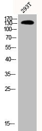 Western Blot analysis of 293T cells using Phospho-PLC β3 (S537) Polyclonal Antibody