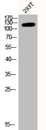 Western Blot analysis of 293T cells using Phospho-FAK (Y397) Polyclonal Antibody