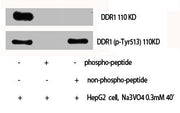 Western Blot analysis of HepG2 cells using Phospho-DDR1 (Y513) Polyclonal Antibody