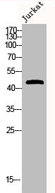 Western Blot analysis of JK cells using Phospho-MKP-1/2 (S296/318) Polyclonal Antibody