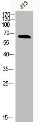 Western Blot analysis of 3T3 cells using Phospho-NFκB-p65 (S311) Polyclonal Antibody
