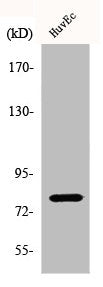 Western Blot analysis of HuvEc cells using Phospho-PKC δ (S645) Polyclonal Antibody