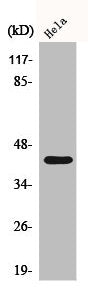 Western Blot analysis of HeLa cells using Phospho-CREB-1 (S142) Polyclonal Antibody