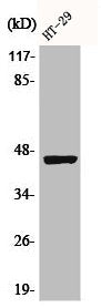 Western Blot analysis of HT29 cells using Phospho-Cytokeratin 18 (S33) Polyclonal Antibody