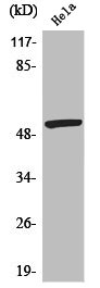 Western Blot analysis of HeLa cells using Phospho-MEF-2 (S408) Polyclonal Antibody