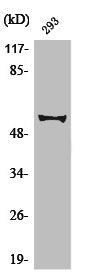 Western Blot analysis of 293 cells using Phospho-c-Myc (S62) Polyclonal Antibody