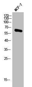 Western Blot analysis of MCF7 cells using Phospho-Akt (S473) Polyclonal Antibody