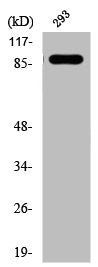 Western Blot analysis of 293 cells using Phospho-IGF-IR (Y1161) Polyclonal Antibody