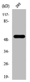 Western Blot analysis of 293 cells using Phospho-Cot (T290) Polyclonal Antibody