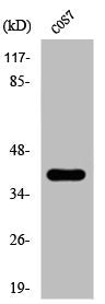 Western Blot analysis of COS7 cells using Phospho-Crk-L (Y207) Polyclonal Antibody
