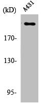 Western Blot analysis of A431 cells using Phospho-Separase (S801) Polyclonal Antibody