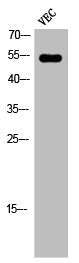 Western Blot analysis of VEC cells using Phospho-Ets-1 (T38) Polyclonal Antibody