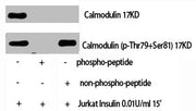 Western Blot analysis of Jurkat+Insulin cells using Phospho-Calmodulin (T80/S82) Polyclonal Antibody