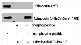 Western Blot analysis of Jurkat+Insulin cells using Phospho-Calmodulin (T80/S82) Polyclonal Antibody