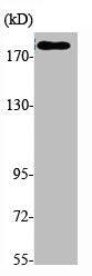 Western Blot analysis of K562, cells using Phospho-Flt-1 (Y1213) Polyclonal Antibody