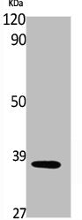 Western Blot analysis of NIH-3T3, cells using Phospho-Annexin I (Y21) Polyclonal Antibody